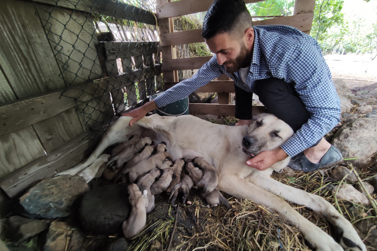 Köpeği tek seferde 'servet' doğurdu