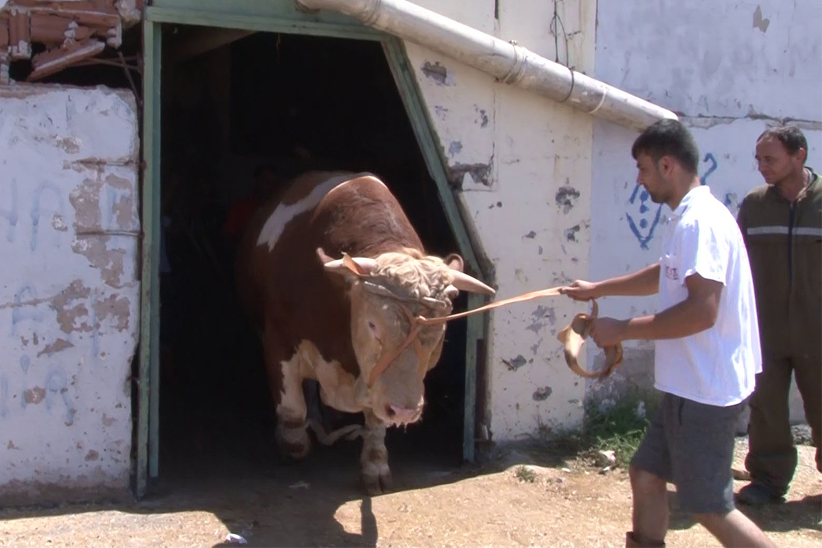 Tuzla'daki kurban pazarının gözdesi 1.5 tonluk 'Minik' alıcısını bekliyor