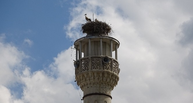 Uçakların güvenliği için tıraşlanan minare leyleklerin yuvası oldu