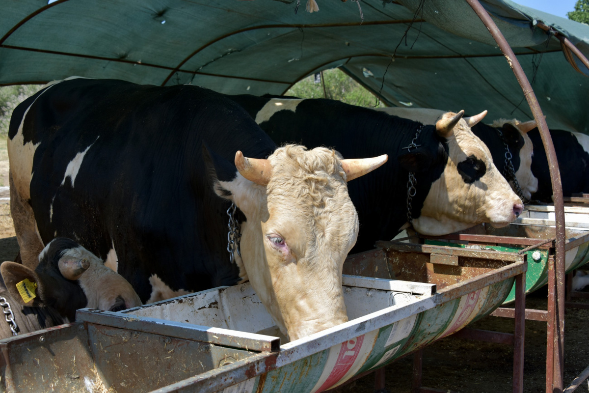 İzmir’de kurban kesim fiyatları belli oldu