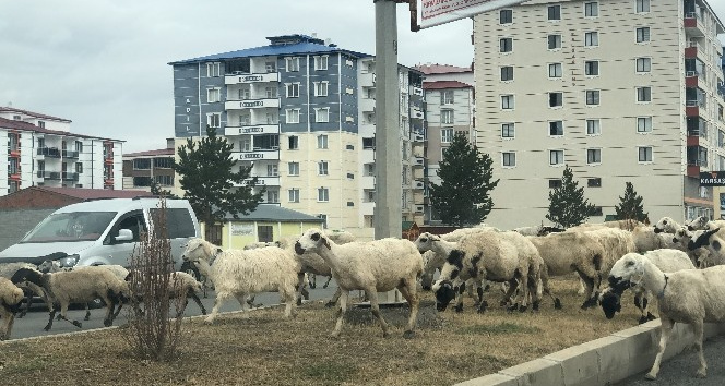 Şehir merkezinde  koyun sürüsü görenleri şaşırttı