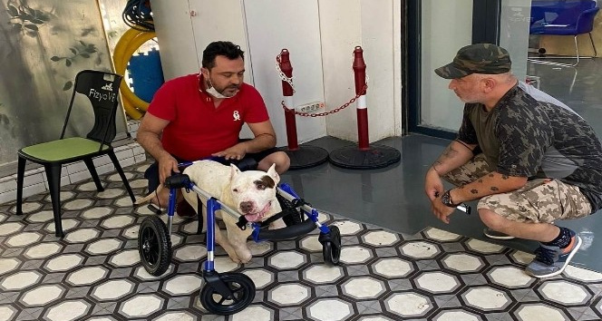 Şırnak’ta ayakları kesilen köpek için hayvan severler seferber oldu