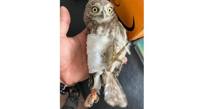 Tunceli’de yaralı kukumav kuşu tedavi altına alındı