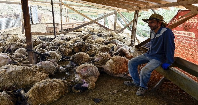 Gümüşhane’de ağıla giren kurtlar 103 koyunu telef etti, 43 koyunu yaraladı