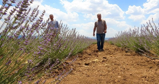 Fuarda görüp ekimini yaptığı lavantayı, ekonomiye ve turizme kazandırmayı hedefliyor