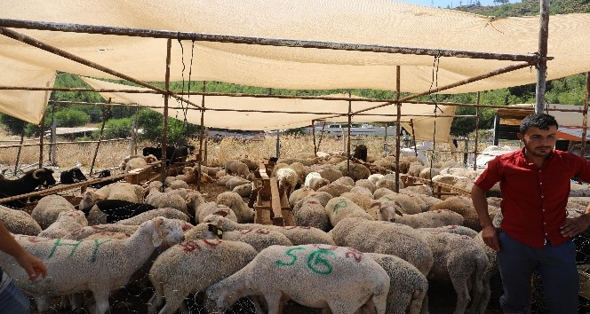 Marmaris’te kurban satış yerleri belirlendi