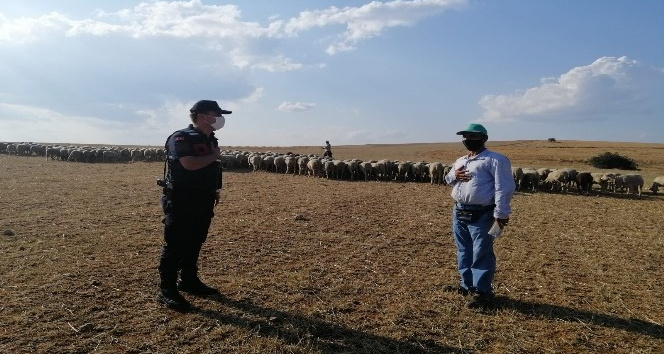 Kaybolan 55 koyun, drone ile buldu