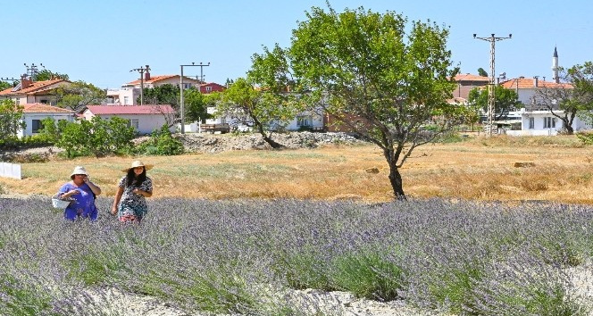 Gelibolu Tarihi Yarım Adası lavantalarla bezendi