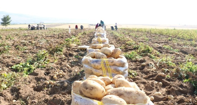 Niğde’de yazlık patates hasadı başladı