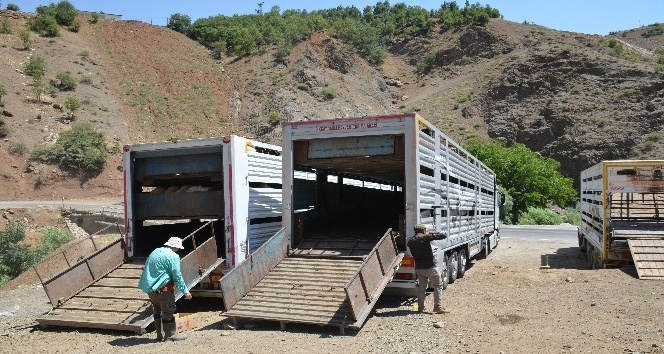 Kurbanlıklar yayladan indirildi bayram hazırlıkları başladı