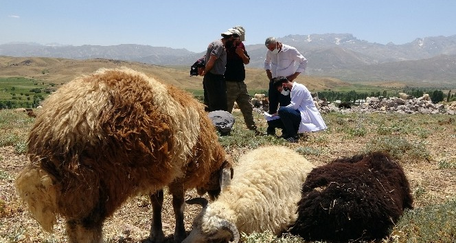 Sağlık çalışanları dağ tepe demeden berivanları, çobanları ve çiftçileri aşılıyor