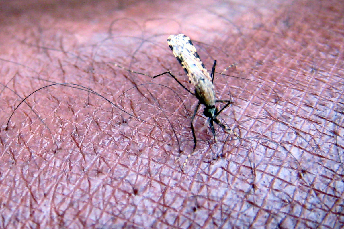 Angola’da sıtma vakaları düşüşte