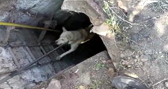 Kırıkkale’de 15 metrelik kuyuya düşen köpek kurtarıldı