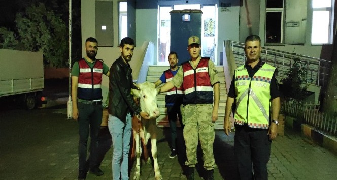 Yaylada çalınan sığır, köyde yakalandı