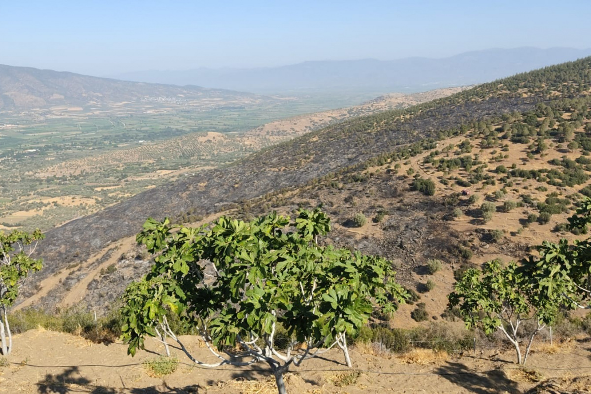 Nazilli’deki orman yangını kontrol altına alındı