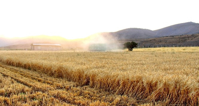 Kahramanmaraş’ta ekinler biçilmeye başladı