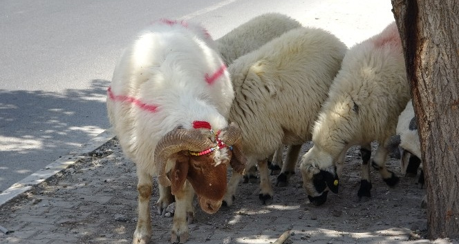 Kurbanlık ile ilgili uzmanlardan uyarı