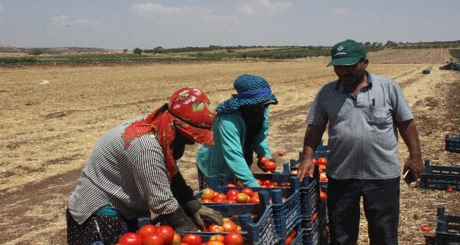 Kurban Bayramı öncesi domates üreticisi talebe yetişemiyor