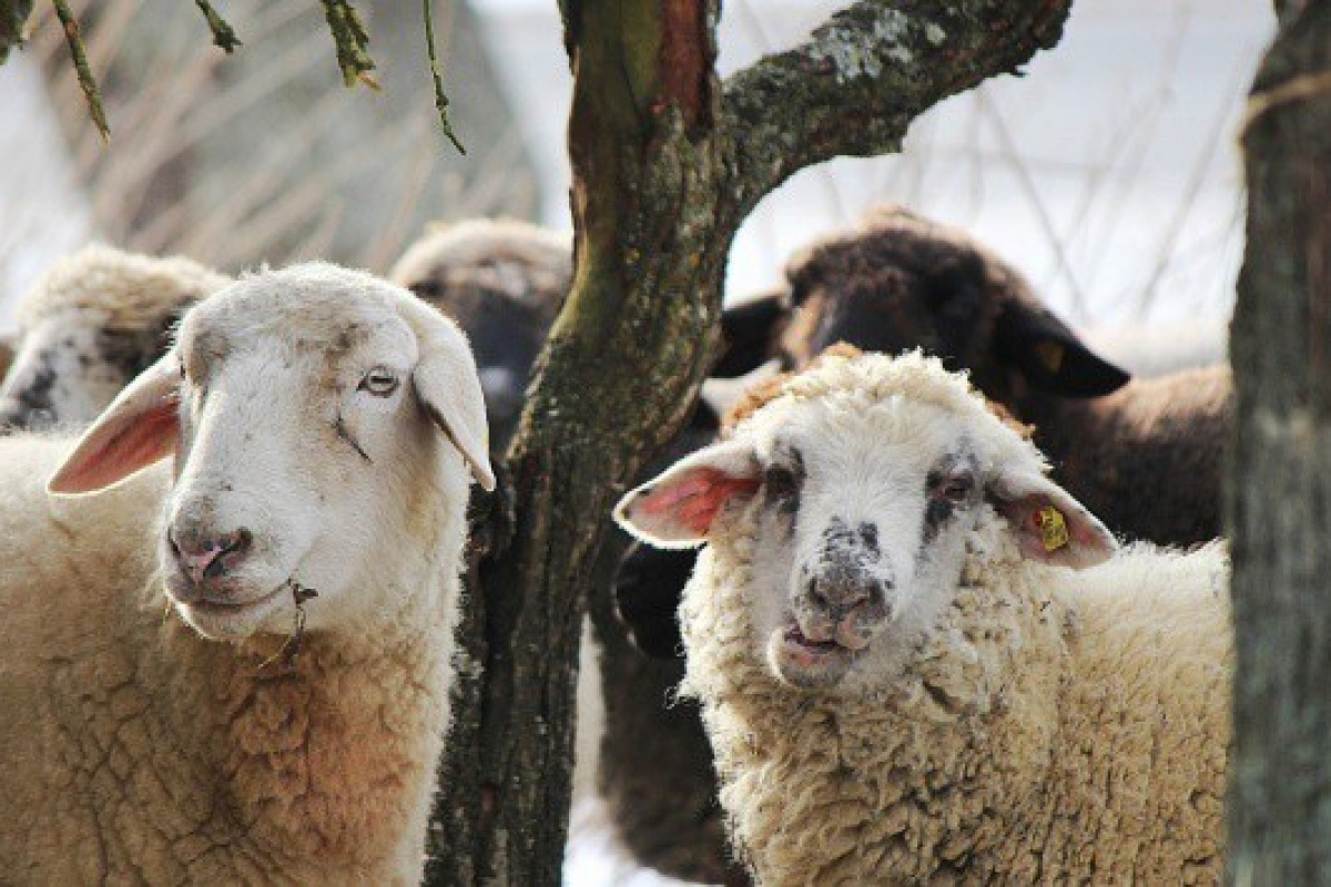 Hem sağlık hem lezzet için ilk gün kurban eti bekletilmeli