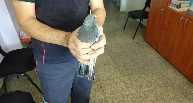Tabelaya sıkışan yavru güvercini itfaiye kurtardı