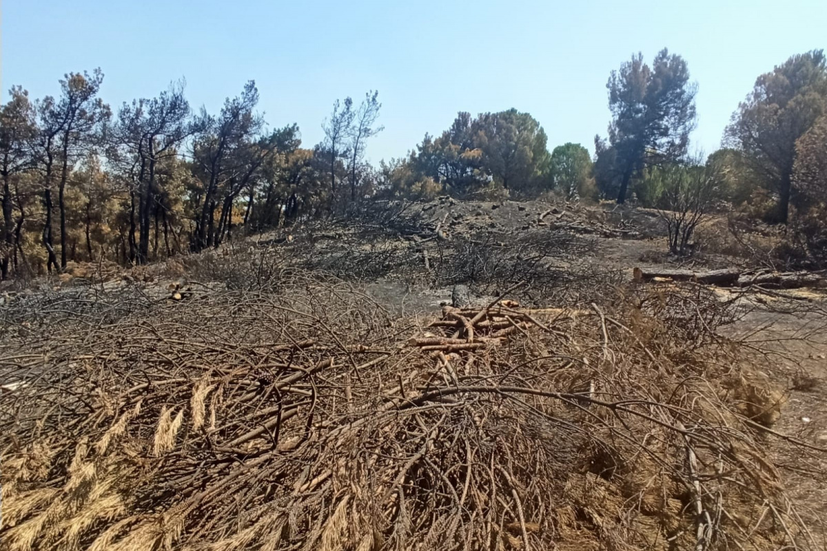 Foça’da yanan 73 hektarlık ormanlık alan yeniden yeşilendirilecek