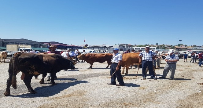 Hayvan pazarında sıkı pazarlıklar sürüyor