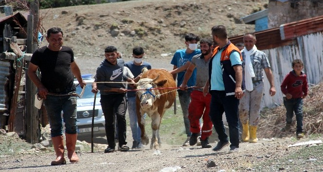 Erzurum’da kaçan kurbanlıklar ortalığı birbirine kattı