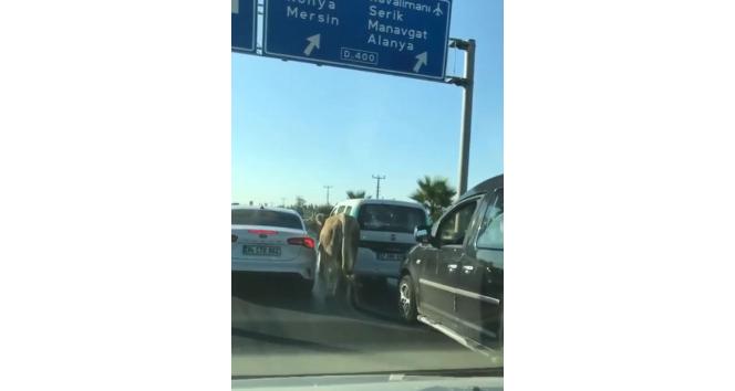 Antalya’da firari dana araç trafiğinde ilerledi