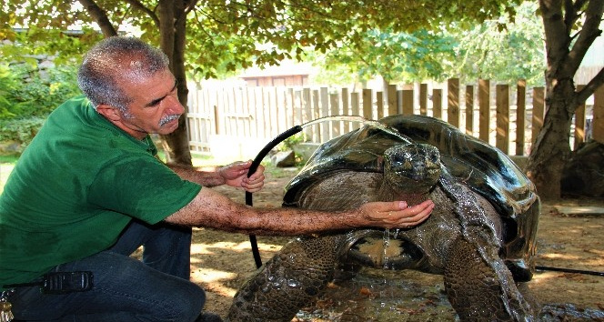 101 yaşındaki kaplumbağaya hortumlu serinlik