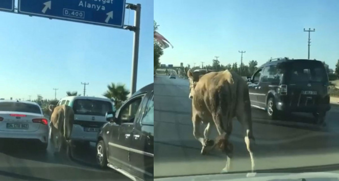 Antalyada firari dana araç trafiğinde ilerledi
