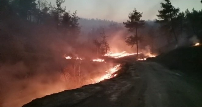 Kahramanmaraş’taki orman yangınında 25 hektar alan yandı