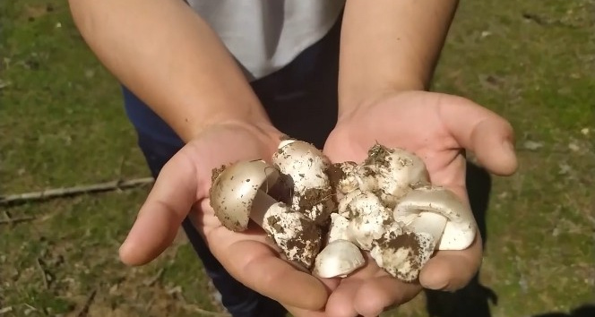 Uzmanından zehirli mantarda 48 saat uyarısı