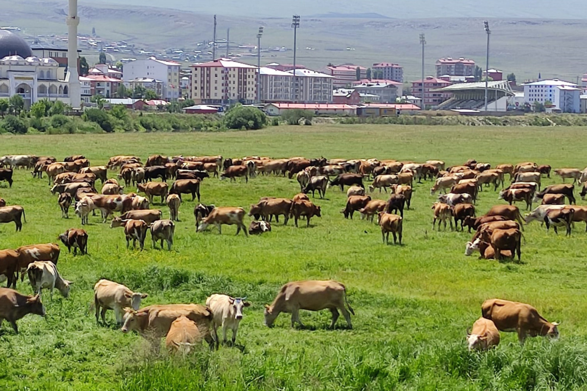 Kuraklık vurdu, hayvanlar yaylalardan indirilip meralara bırakıldı!