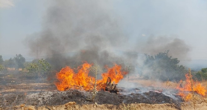 Nazilli’de tarım arazisi yangını