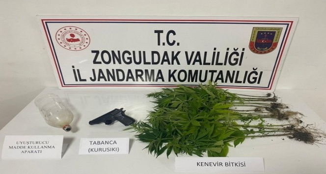 Jandarmadan uyuşturucu operasyonu: 15 kök kenevir bitkisi ele geçirildi