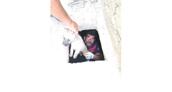 Iğdır’da foseptik çukuruna düşen yavru köpek kurtarıldı