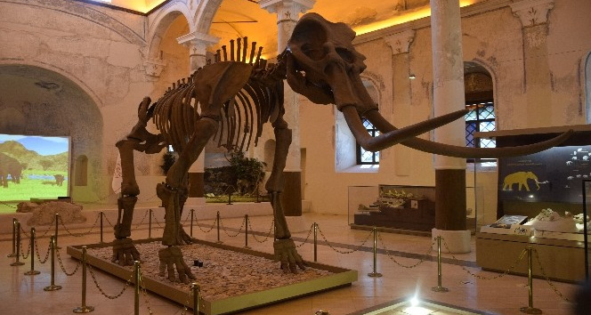 2 milyon yıllık Güney Fili fosilleri Doğa Tarih Müzesi’nde sergileniyor