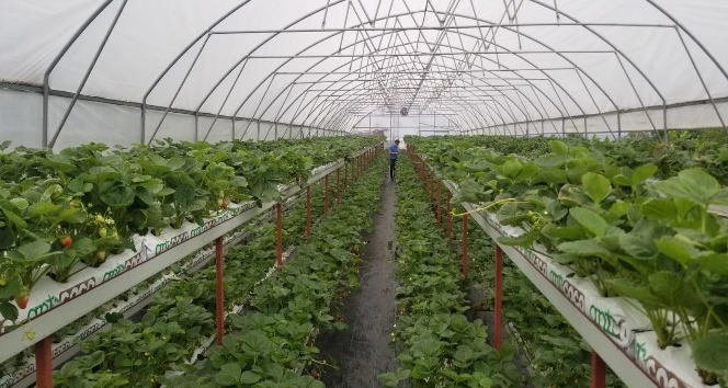 Giresun’da yürütülen tarımsal projeler yüz güldürüyor