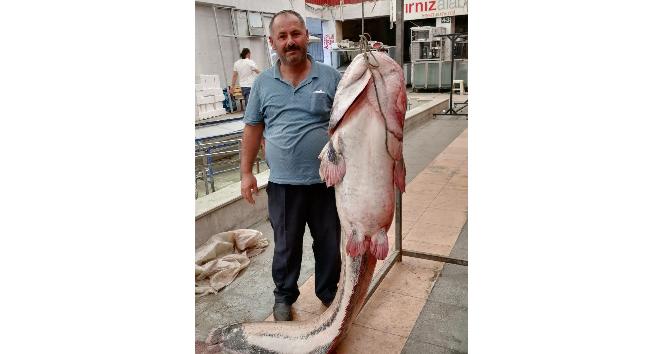 Kahramanmaraş’ta 3 metrelik yayın balığı yakalandı