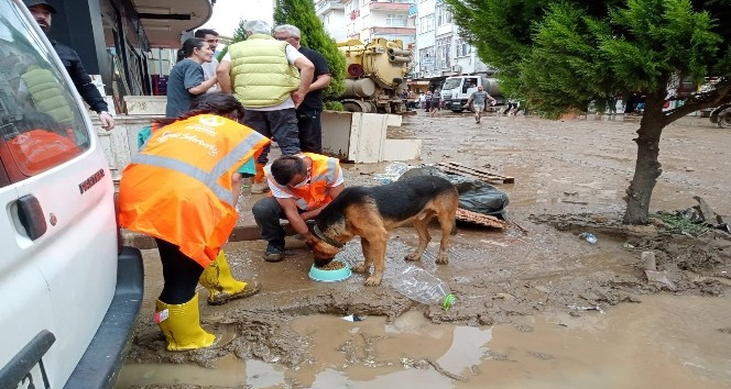 Altınordu Belediyesi, selden etkilenen Artvin’de sokak hayvanlarını unutmadı