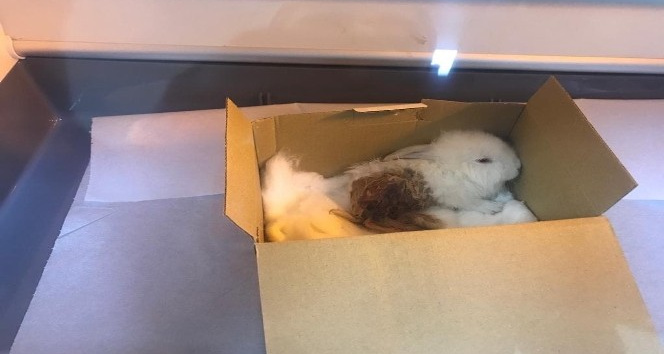 Bacağı kırılan tavşanını ameliyat ettirdi