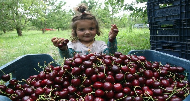 (ÖZEL) 500 bin ağaçta 30 bin ton kiraz üretimi yapıldı