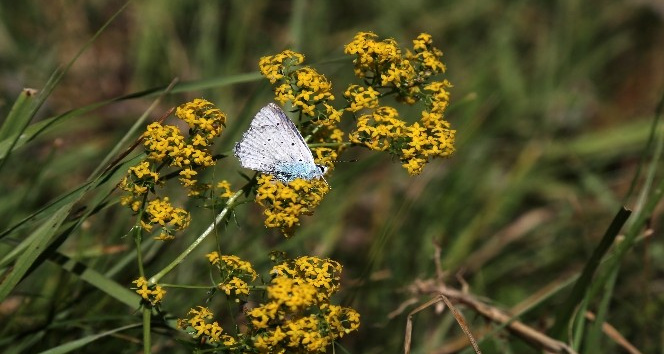 Kelebek gözlemcisi ve fotoğraf sanatçısı Yalçın: &quot;Gümüşhane’de kelebek popülasyonu yok oluşun eşiğinde&quot;