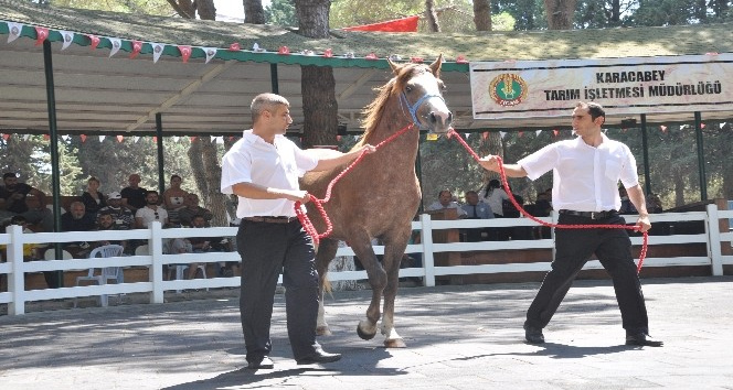 TİGEM tay satışından tek seferde 3 milyon 112 bin TL’lik gelir elde etti