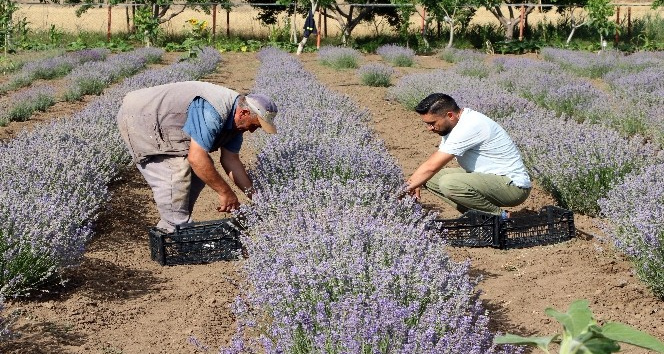 Lavanta çiftçinin alternatif ürünü oldu