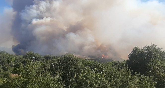 Osmaniye’de orman yangını