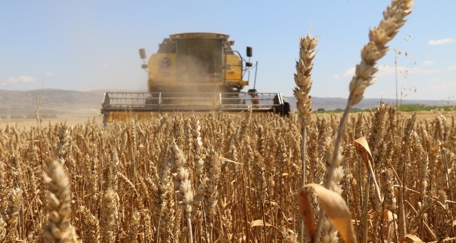 Eskişehir’de başlayan buğday hasadı beklentiyi karşılamadı