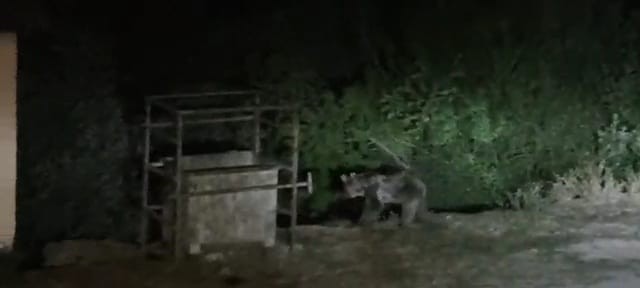 Tunceli’de aç kalan ayılar mezbahaneye indi