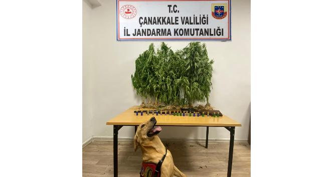 Yenice’de uyuşturucu operasyonu: 1 gözaltı