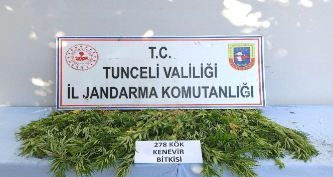 Tunceli’de 278 kök kenevir ele geçirildi